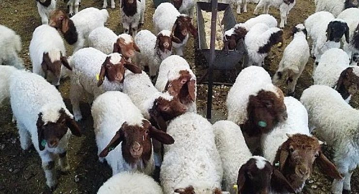 Harran Üniversitesi Tarafından Hayvan Seçiminde Kullanılacak Yeni Seleksiyon Kriterleri Keşfedildi