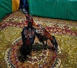 Kars’ta Horoz Dövüşü ve Kumar Operasyonu: 23 Kişiye Ceza Yağdı