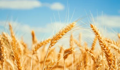 İsrail ve Ukrayna Arasında Çalıntı Tahıl Krizi